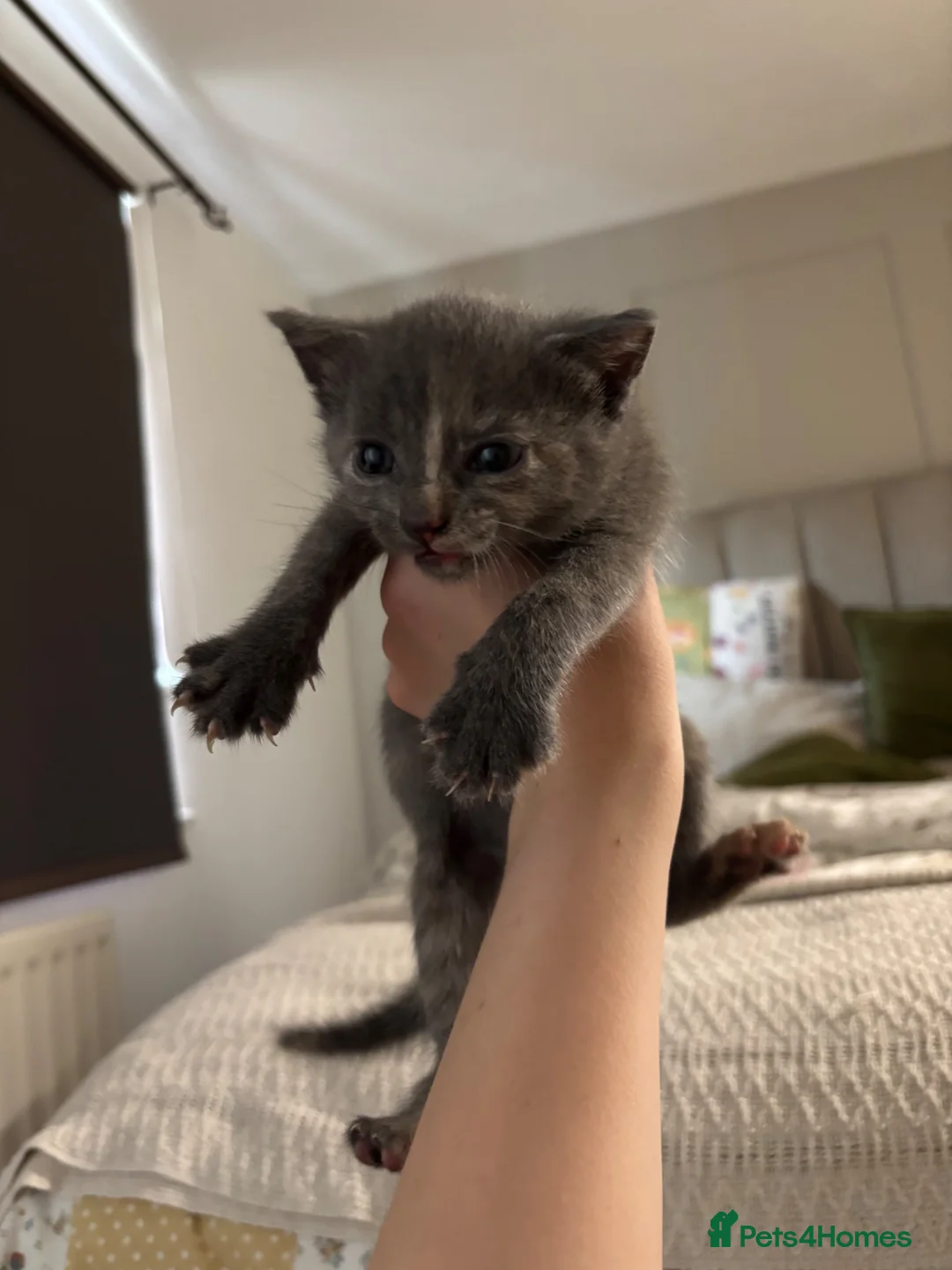 Maine Coon cats for sale: 1/4 mainecoon/mixed breed kitten in Aldershot - Advert 1