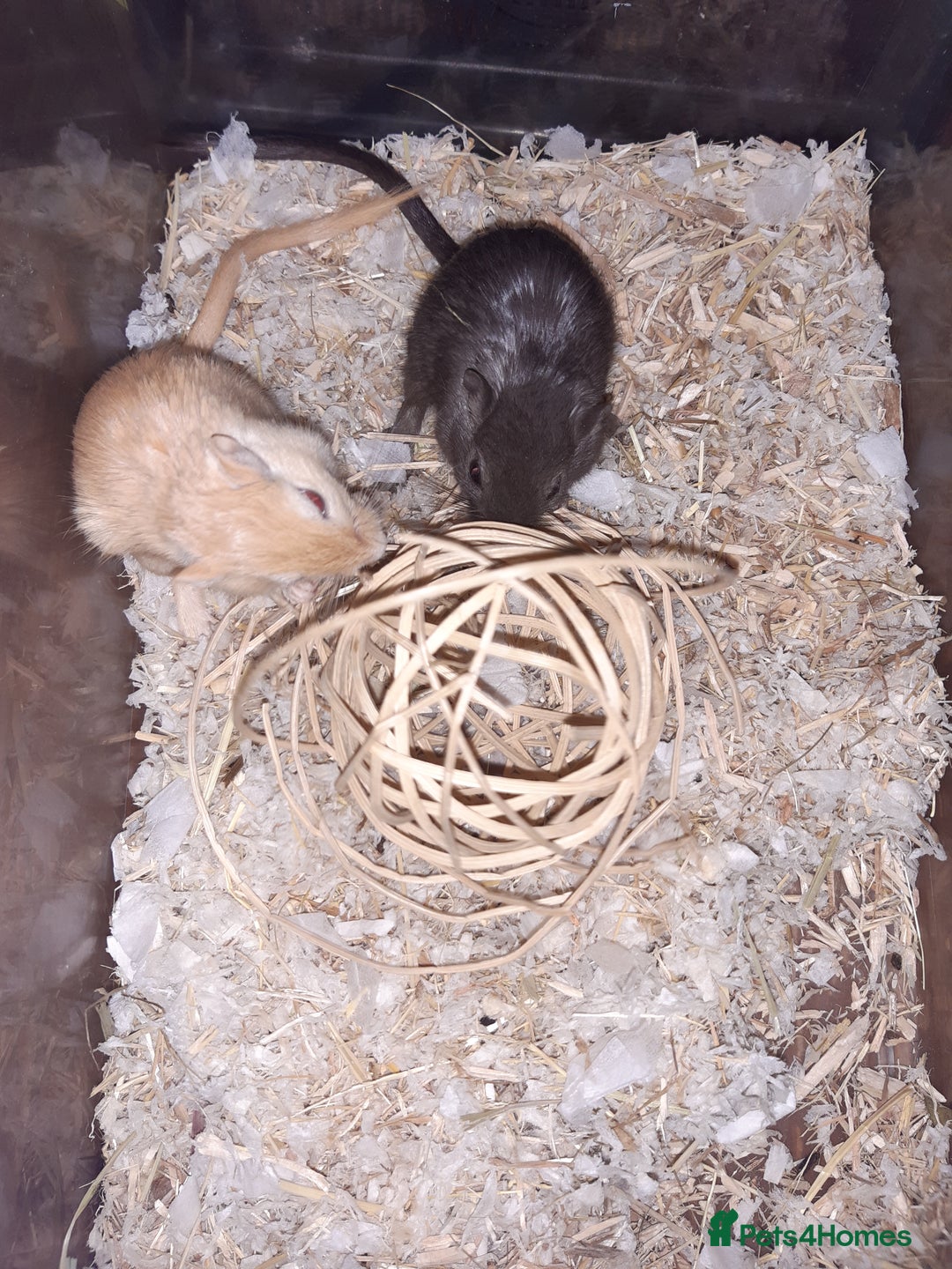 Gerbil rodents for sale: Super friendly gerbils from hobby breeder  - Advert 8
