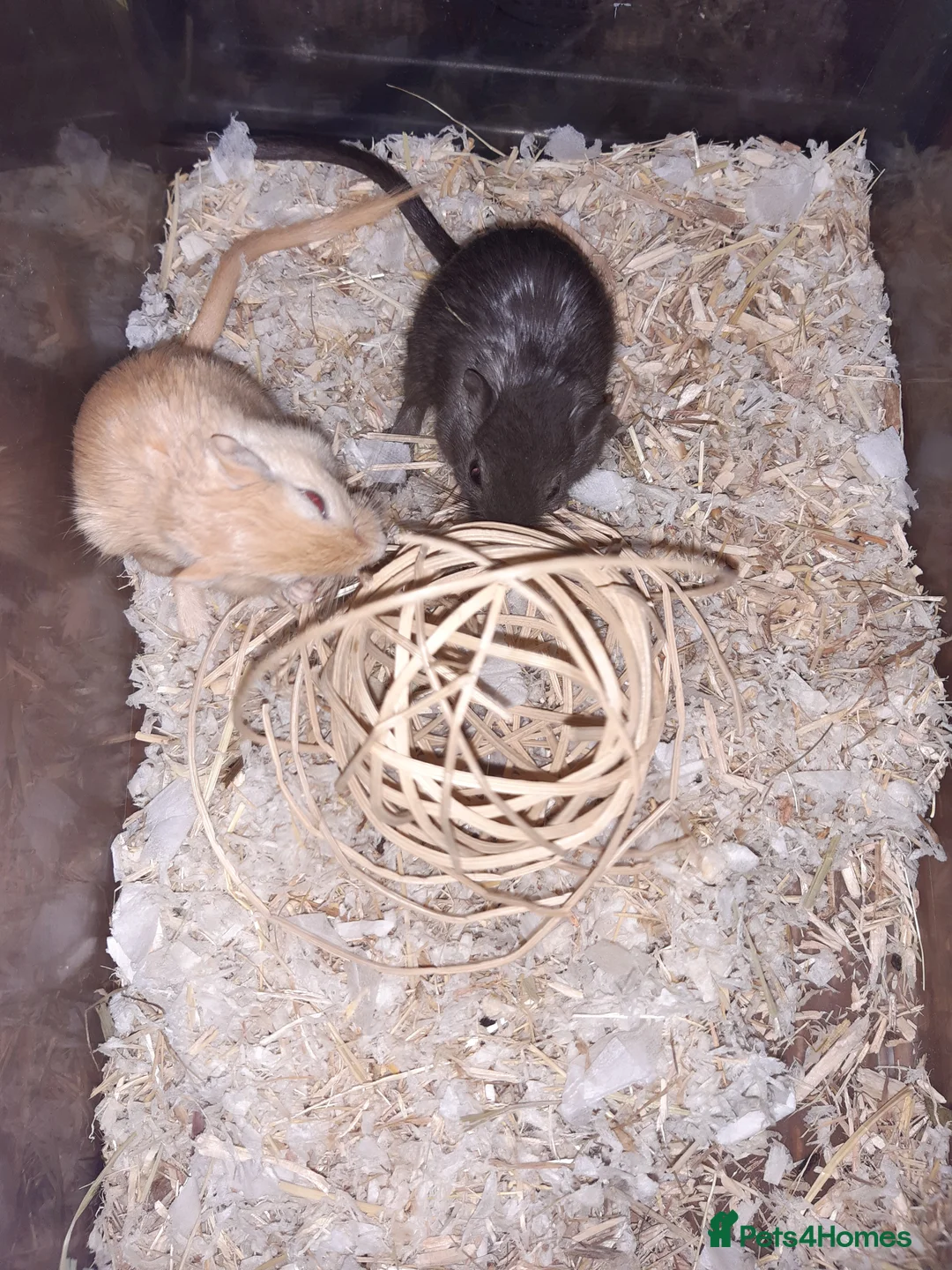 Gerbil rodents for sale: Super friendly gerbils from hobby breeder  - Advert 8