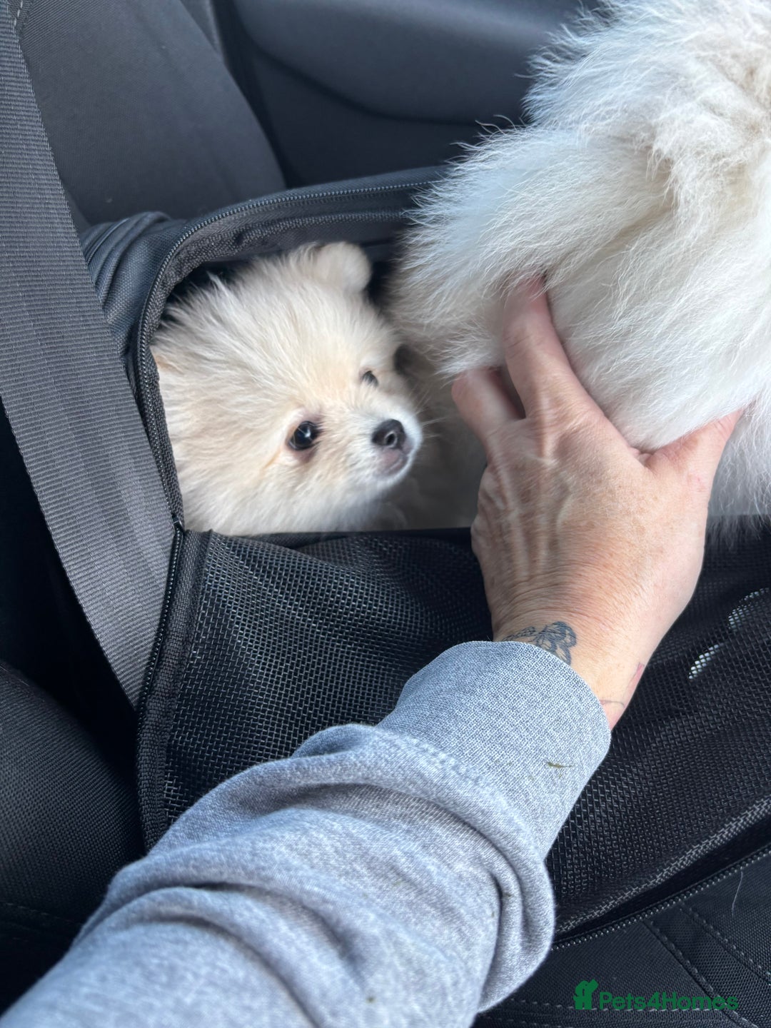 Pomeranian dogs for sale:  Pomeranians pups ready to go on 31st dec  - Advert 28