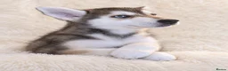 Siberian Husky dogs for sale: Stunning puppies ready to leave  - Advert 12