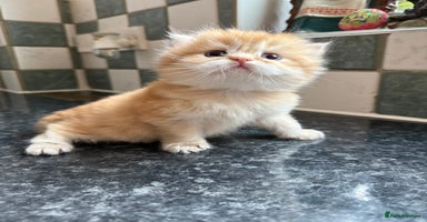 British Longhair cats GCCF reg BLH Last Chocolate Golden Female Kitten - Advert 12