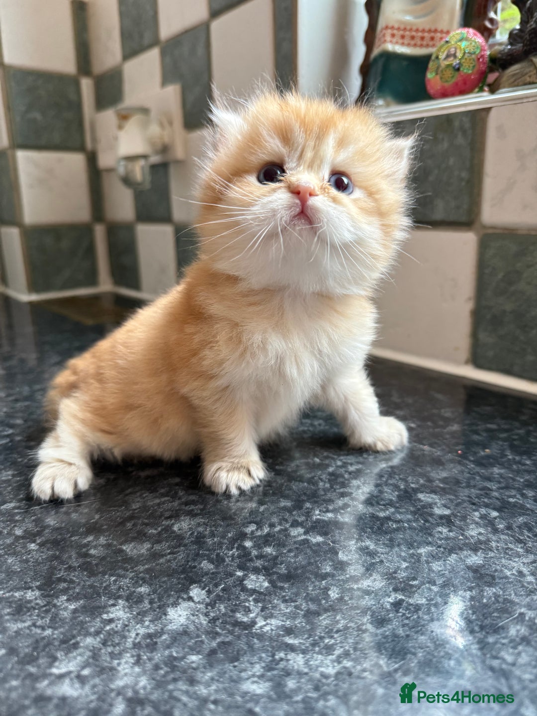 British Longhair cats for sale: GCCF reg BLH Chocolate Golden Blue/Green/Odd Eyes - Image 8