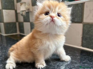 British Longhair cats - Advert 35