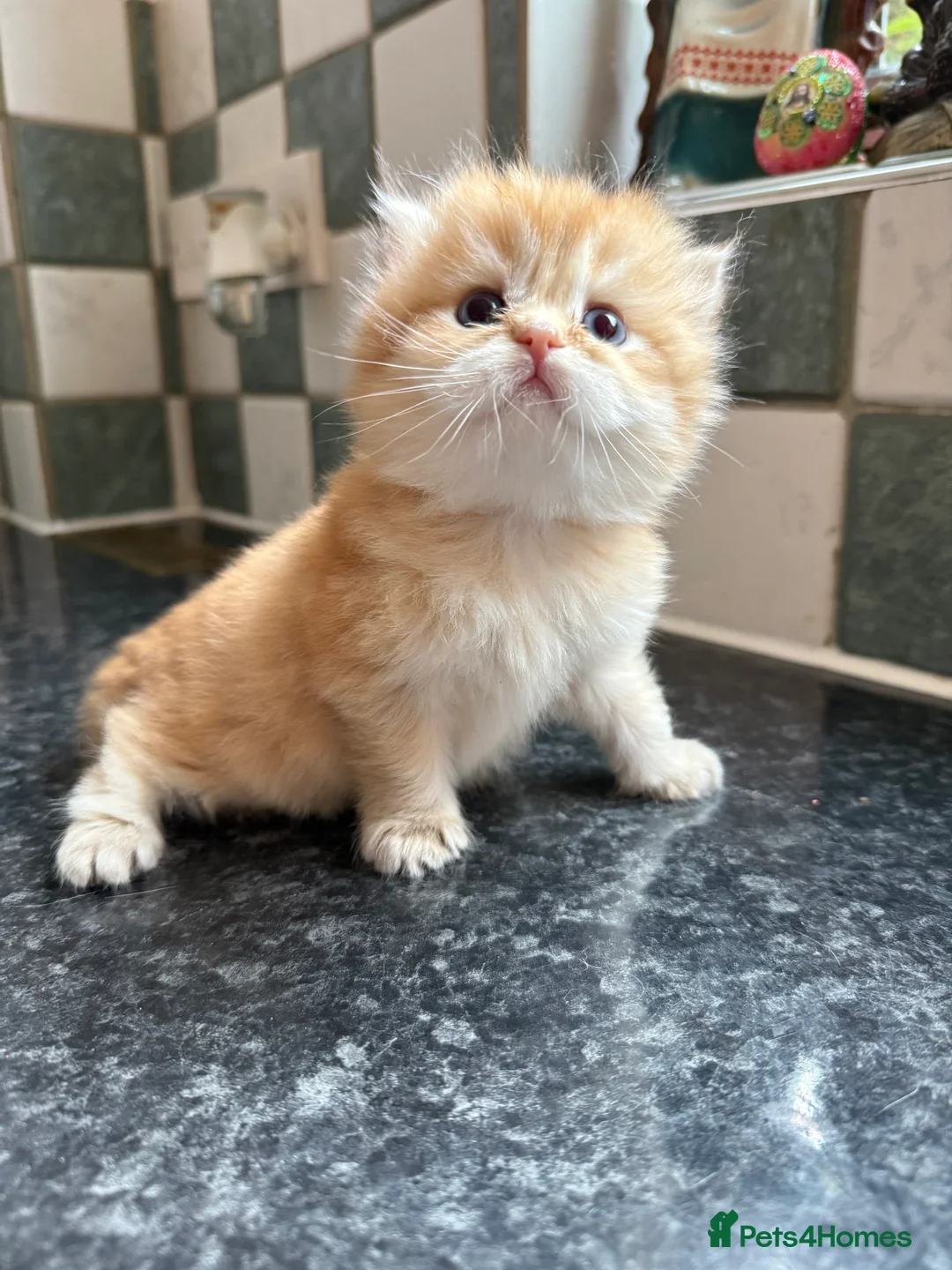 British Longhair cats for sale: GCCF reg BLH Last Chocolate Golden Male Kitten - Advert 6