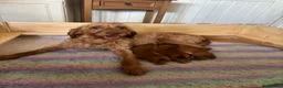 Hungarian Vizsla dogs for sale: Non registered Wire haired Hungarian vizsla pups in Barnsley - Advert 6
