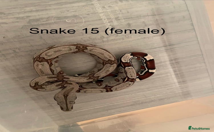 Boa Snake reptiles - Advert 1