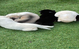 Siberian Husky dogs for sale: husky - Image 10
