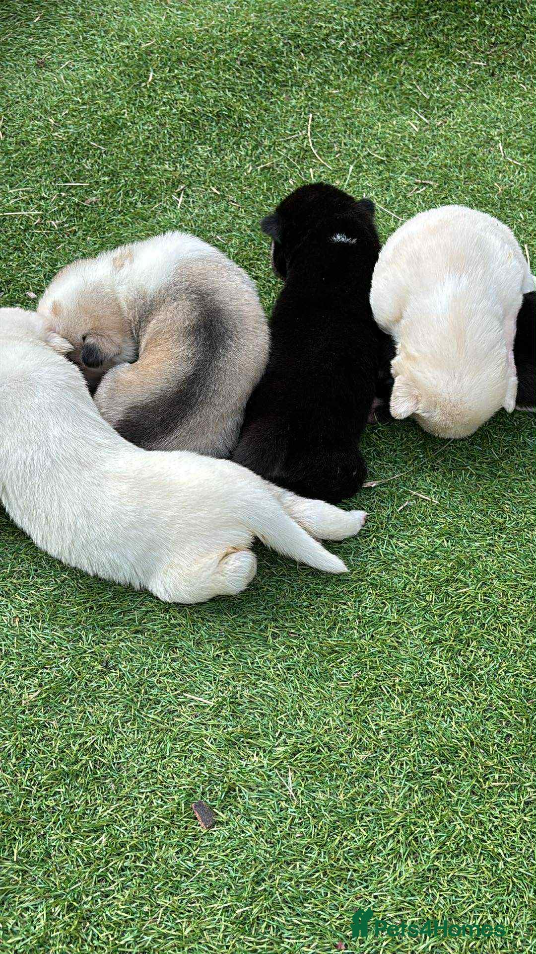 Siberian Husky dogs for sale: husky - Image 10