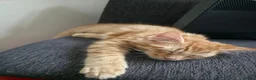 Mixed Breed cats for sale: Simba and Rambo looking for good home - Advert 5