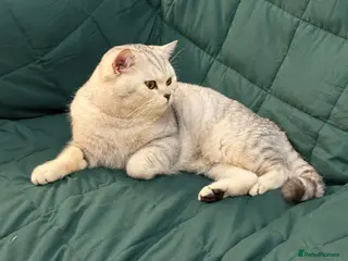 British Shorthair cats 🌟 British Shorthair Chinchilla GCCF DNA Tested - Advert 11