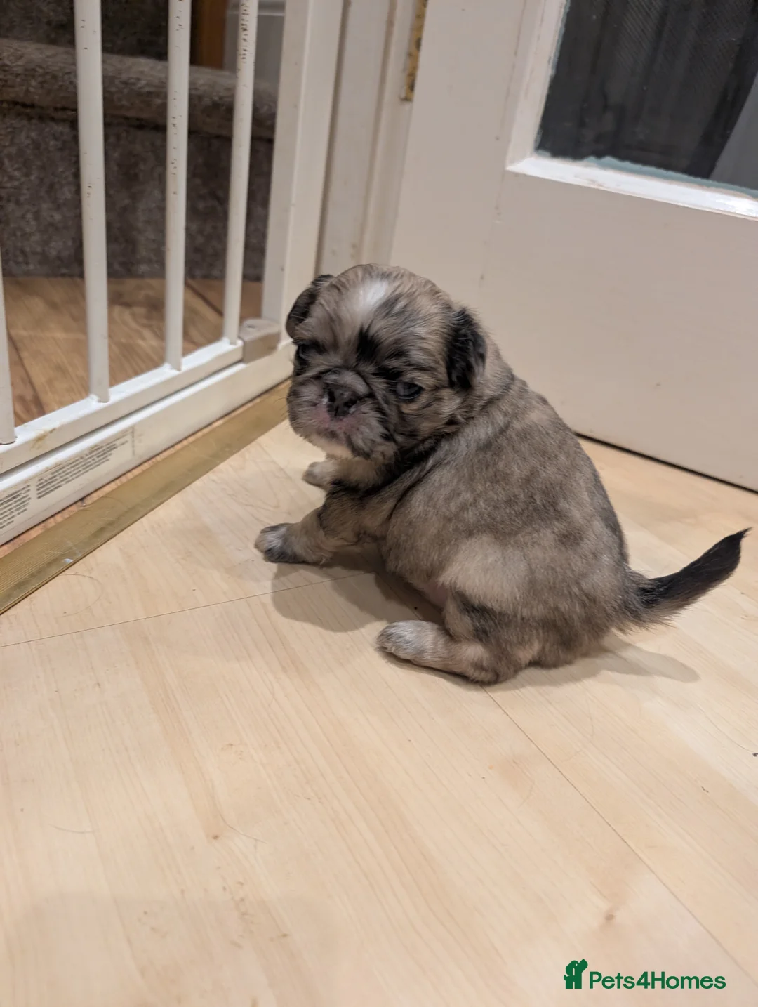 Puggle dogs for sale: 4 gorgeous pugs for sale  - Advert 9