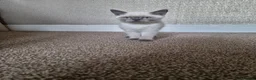 British Shorthair cats for sale: British Shorthair Kitten in Blackburn - Advert 15