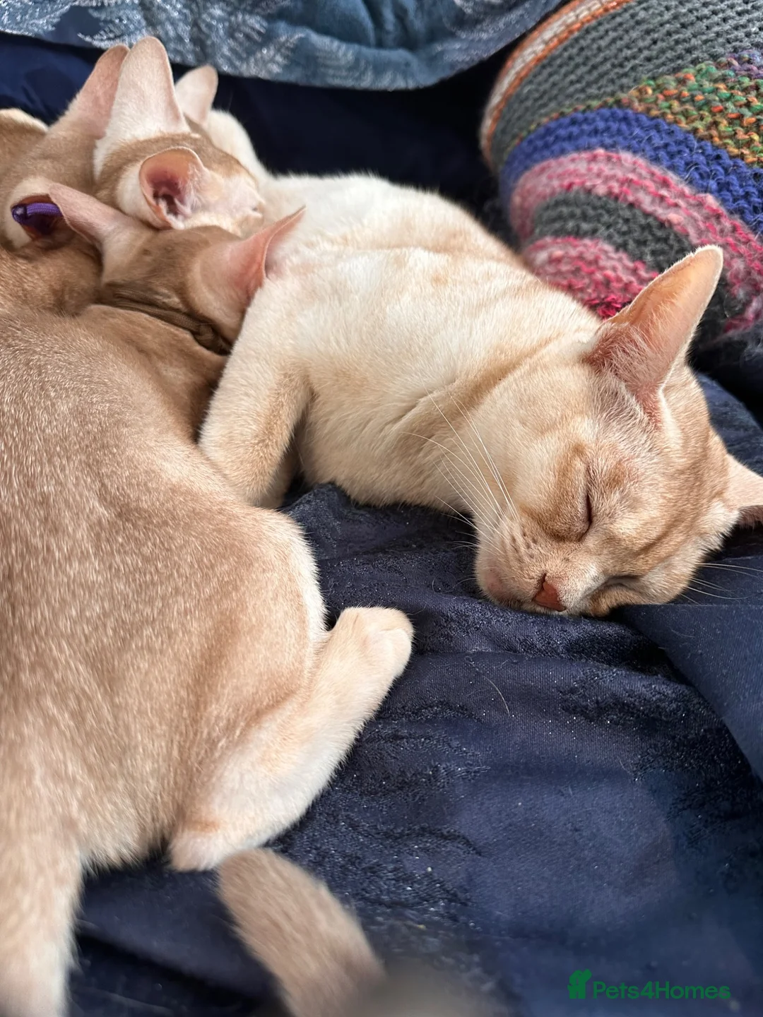 Abyssinian cats for sale: 🐾 Handsome Fawn Silver Aby Boy - ready now  - Advert 2