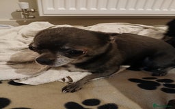 Chihuahua dogs for sale: Last little boy - Advert 9