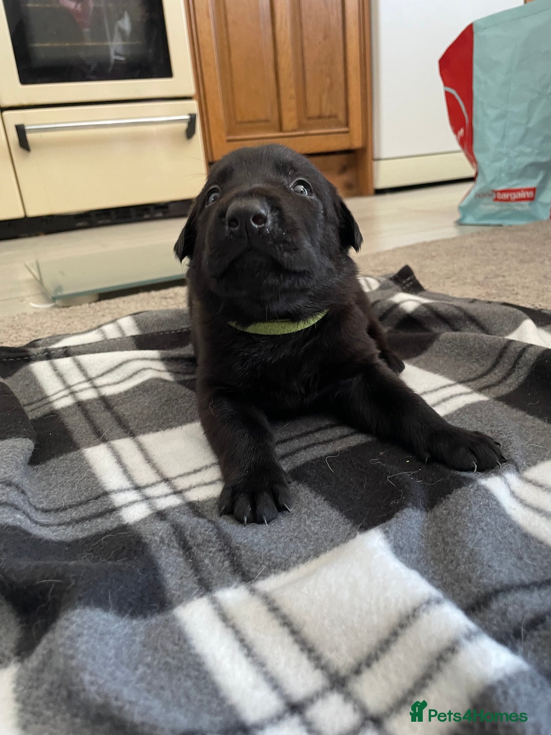 Mixed Breed dogs for sale: Belgium shepherd cross Rottweiler Labrador  - Image 23