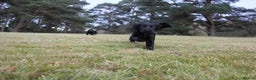 Cocker Spaniel dogs for sale: Gorgeous KC Reg Cocker Spaniels for Forever Homes - Advert 39