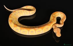 Python Snake reptiles for sale: Royal pythons/ball pythons  - Image 5