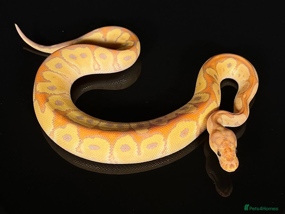 Python Snake reptiles for sale: Royal pythons/ball pythons  - Image 5