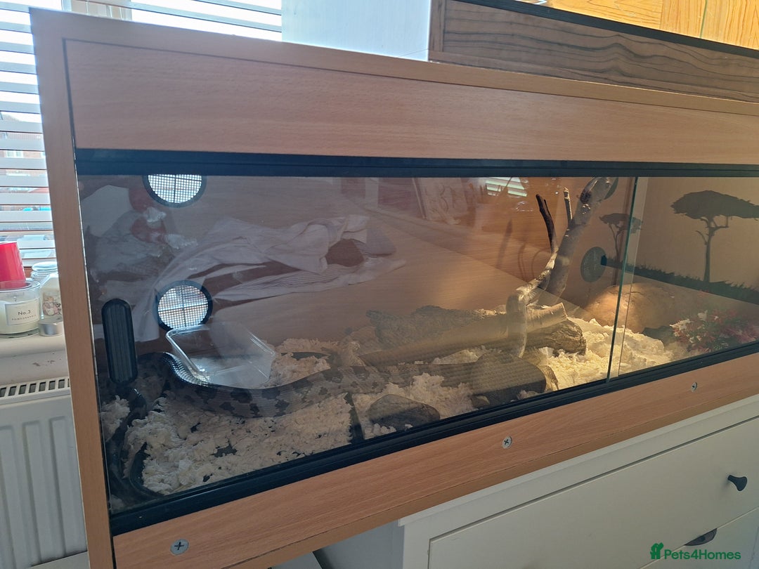 Corn Snake reptiles for sale: Corn snake complete with set up. - Image 3