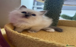 Birman cats for sale: Blue point female kitten for sale  - Image 12