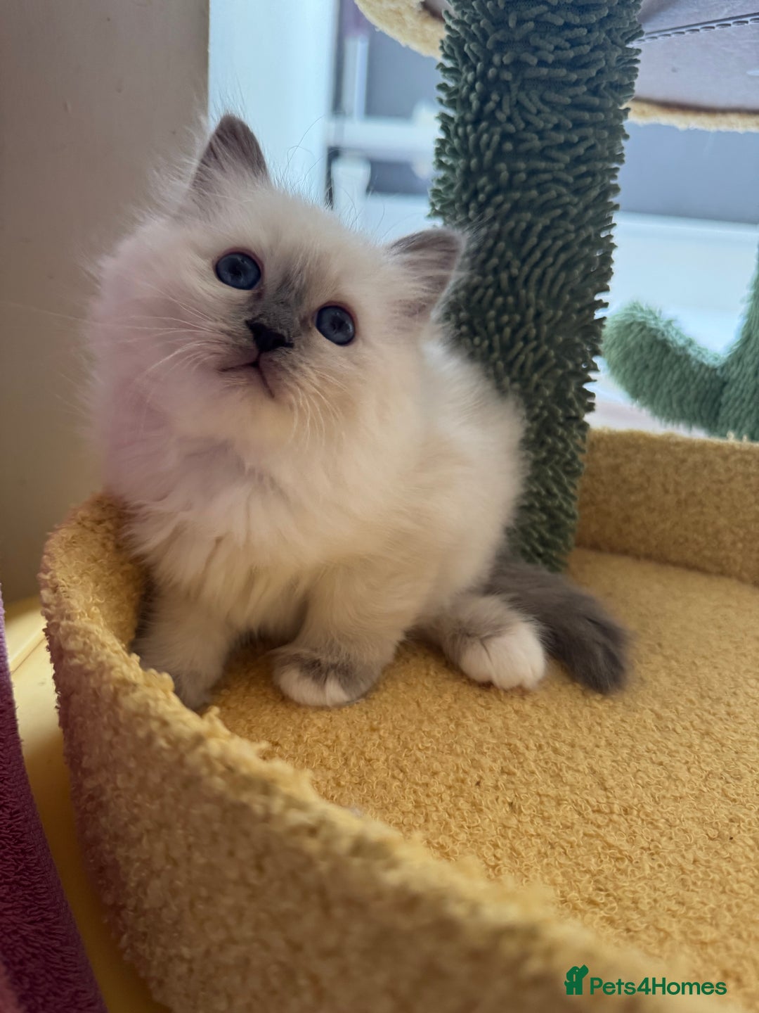 Birman cats for sale: Blue point female kitten for sale  - Image 12
