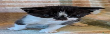 Mixed Breed Kitten 1