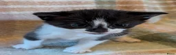 Mixed Breed cats for sale: Beautiful kittens looking for forever homes - Advert 3