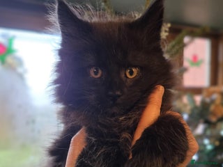 Maine Coon cats GCCF Maine Coon kittens - Advert 16