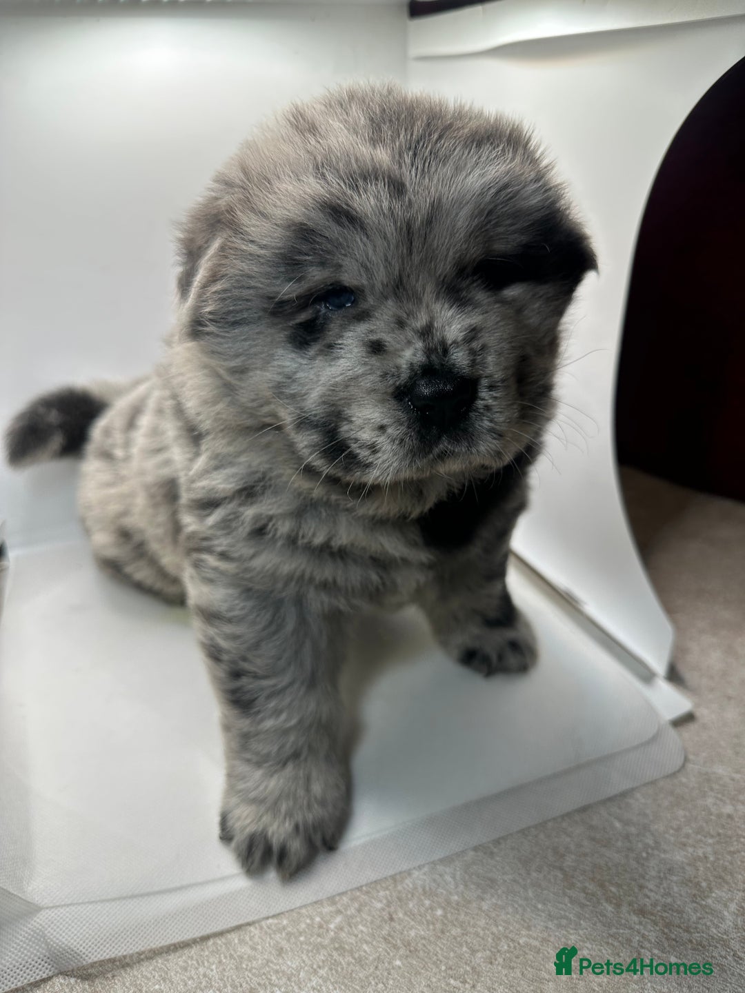 Chow Chow dogs for sale: Merle chow chow  - Advert 20