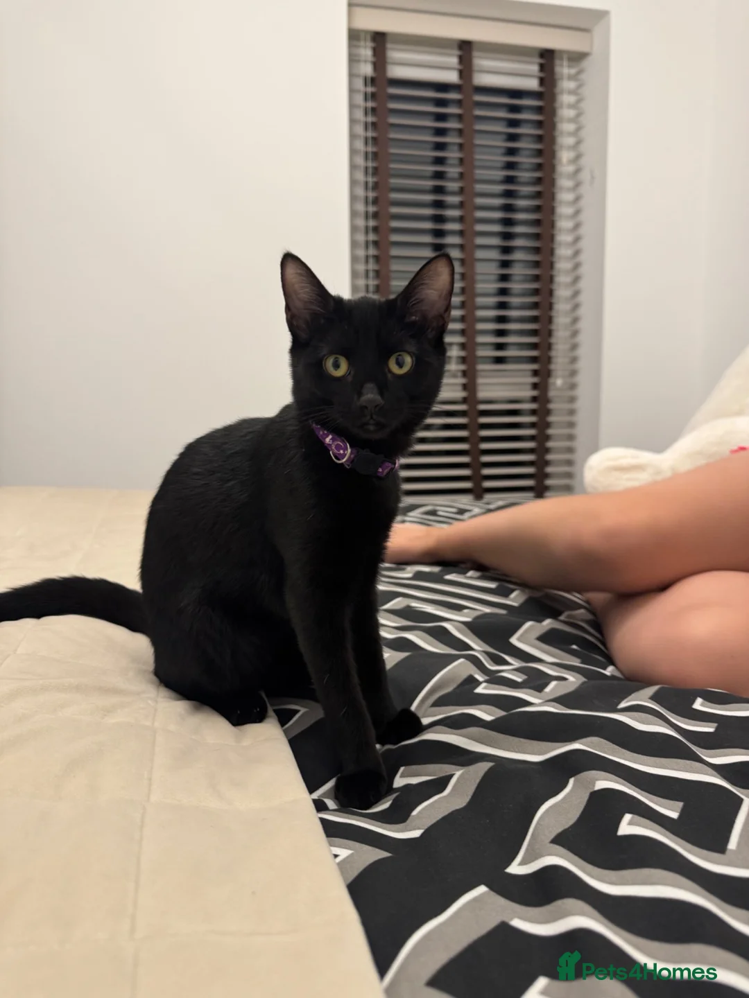 British Shorthair cats for sale: Kittens make and female  in Greenhithe - Advert 2