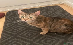 British Shorthair cats for sale: English tabby kittens for sale  - Image 3