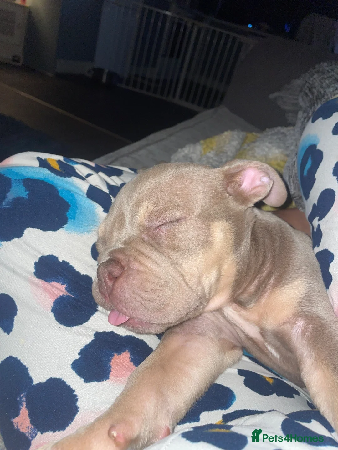American Bully dogs for sale: Micro  Exotic  bullies - Advert 2