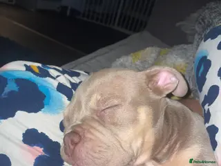 American Bully dogs Micro Exotic bullies - Advert 2