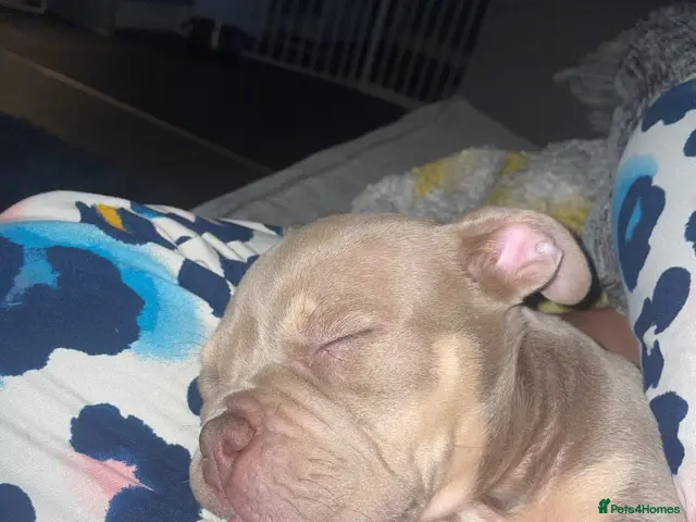American Bully dogs Micro Exotic bullies - Advert 2