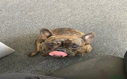 French Bulldog dogs for sale: Female French Bulldog  - Image 3