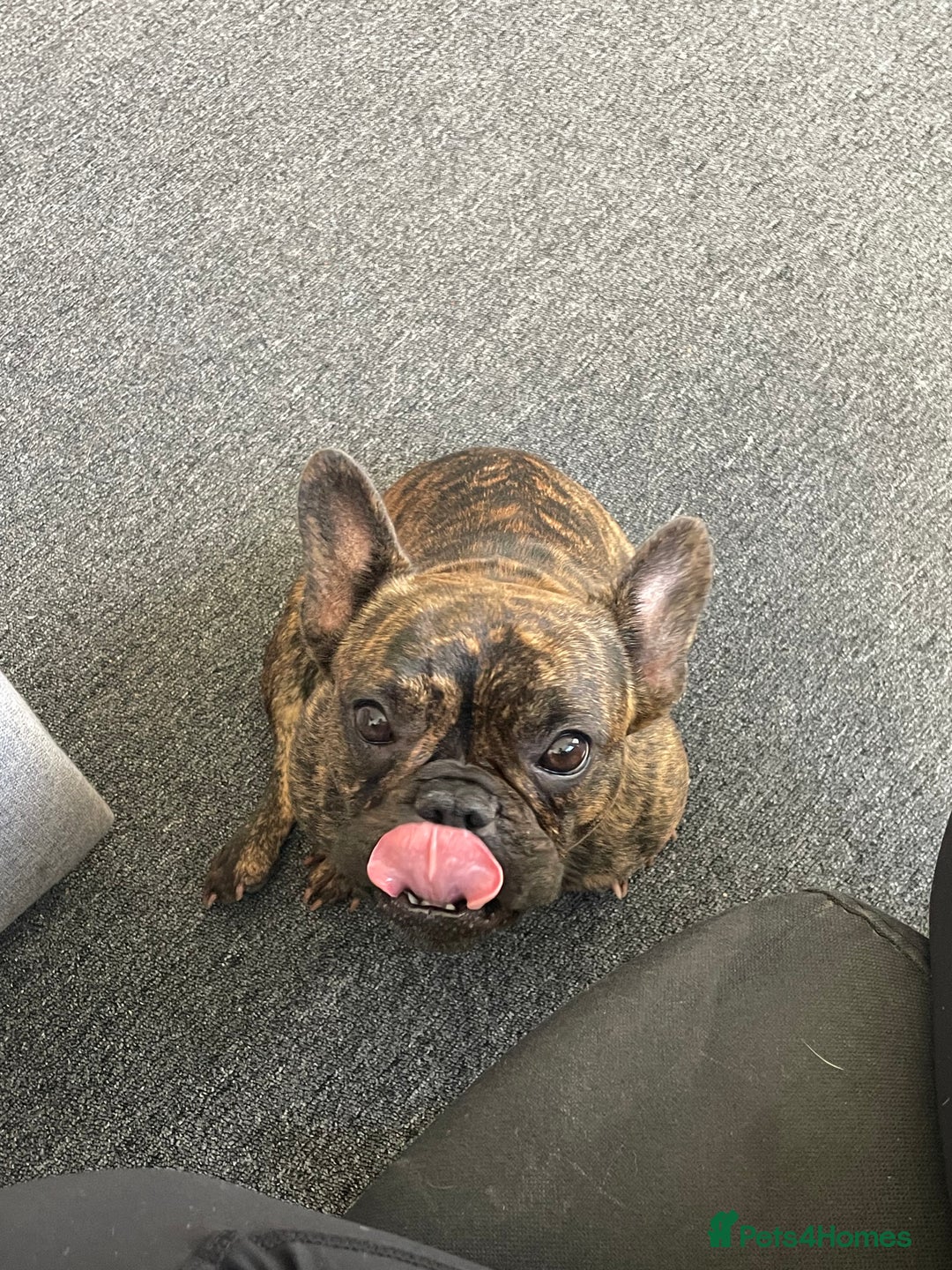 French Bulldog dogs for sale: Female French Bulldog  - Image 3
