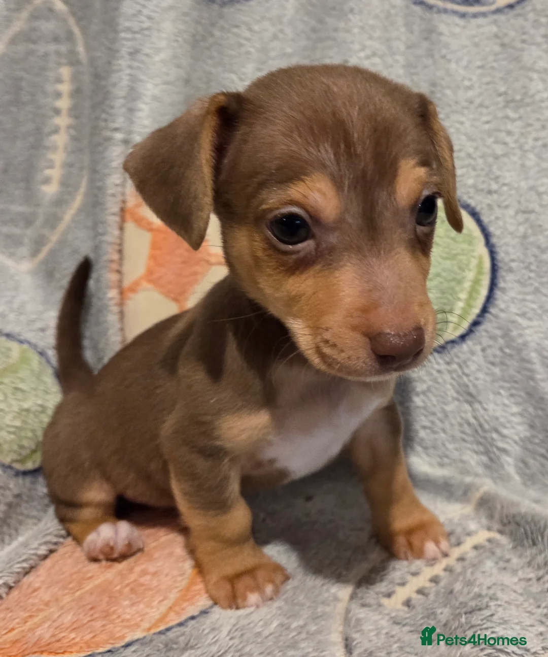 Jack Russell dogs for sale: Beautiful miniature jack Russell babies  - Advert 6