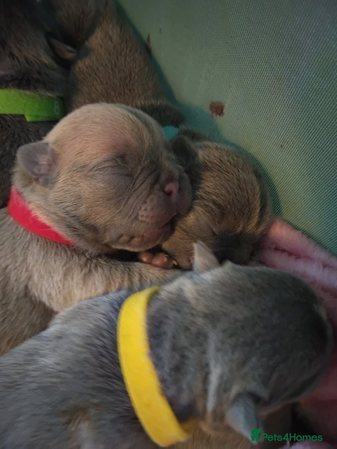 French Bulldog dogs for sale: Beautiful chunky French Bulldogs - Image 2
