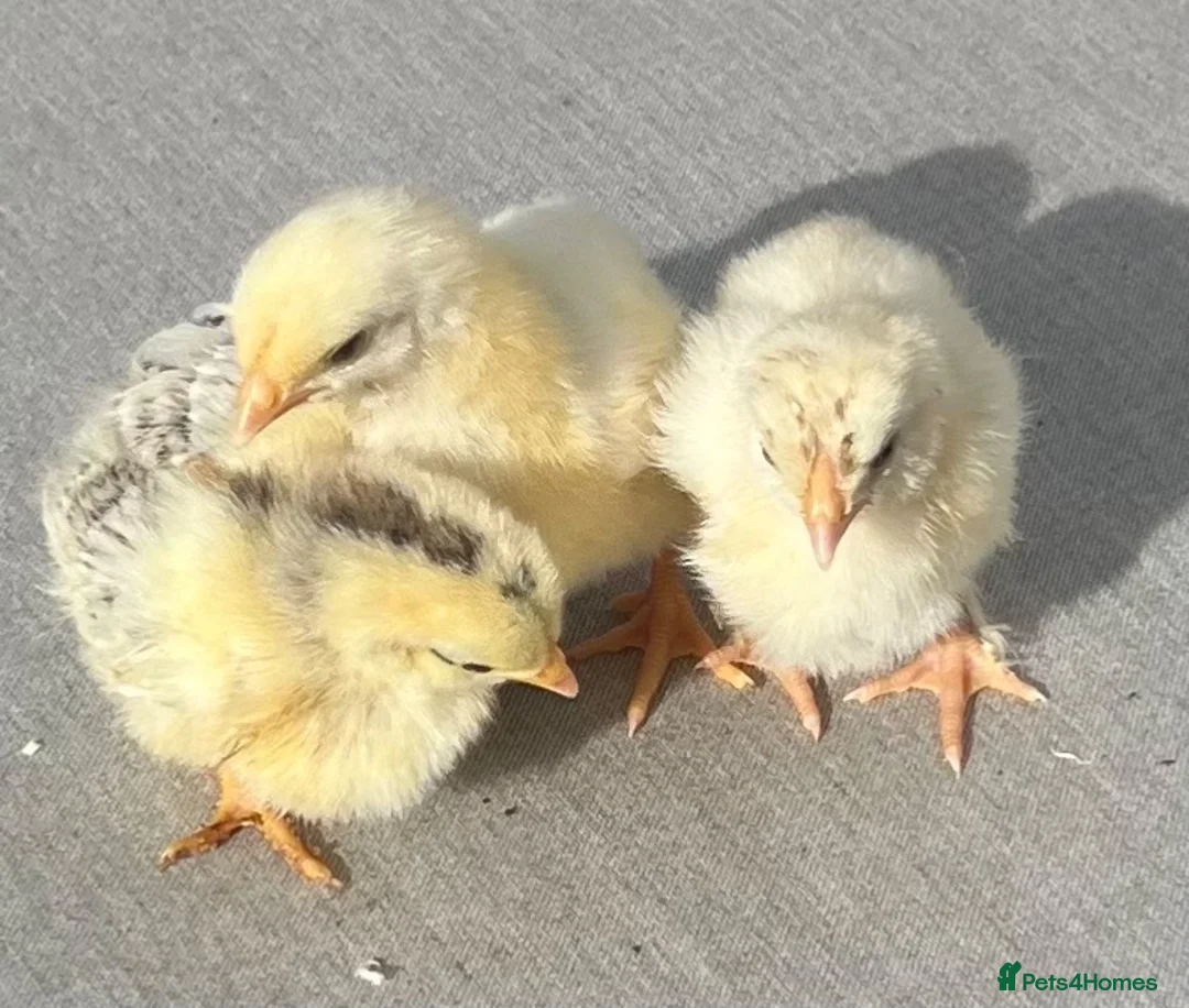 Chickens poultry for sale: BABY CHICKS FOR SALE  - Advert 1
