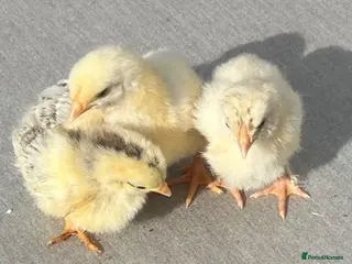 Chickens poultry BABY CHICKS FOR SALE - Advert 1