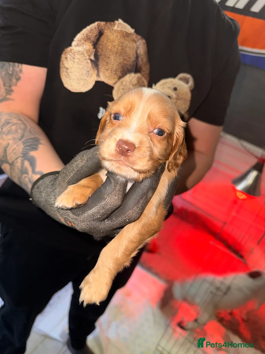 Sprocker dogs for sale: Sprocker Pups - Advert 25