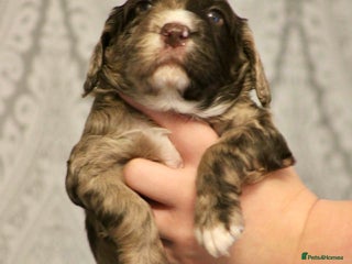 Cockapoo dogs Cockapoo puppies - Advert 17