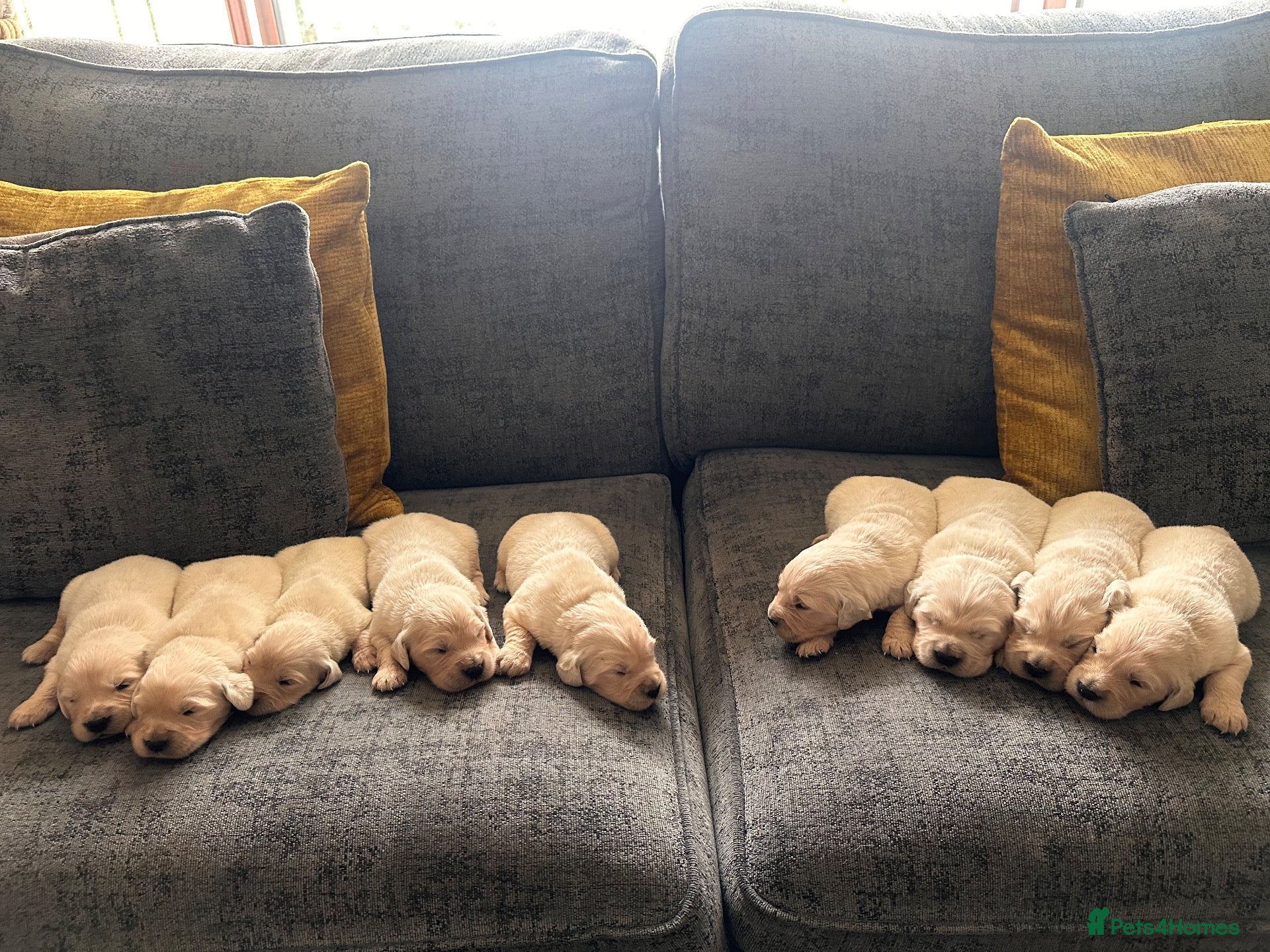 Golden Retriever dogs Golden retreivers  - Advert 4