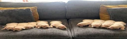 Golden Retriever dogs for sale: Golden retreivers  - Advert 1