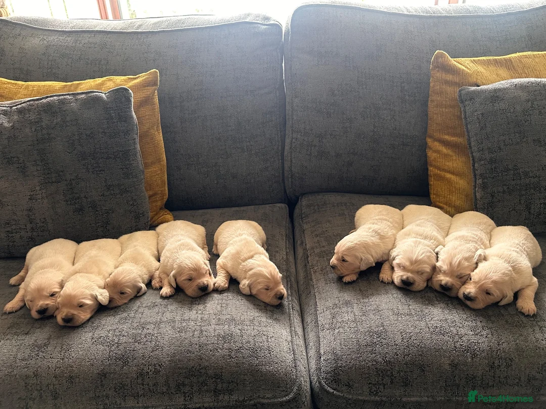 Golden Retriever dogs for sale: Golden retreivers  - Advert 1