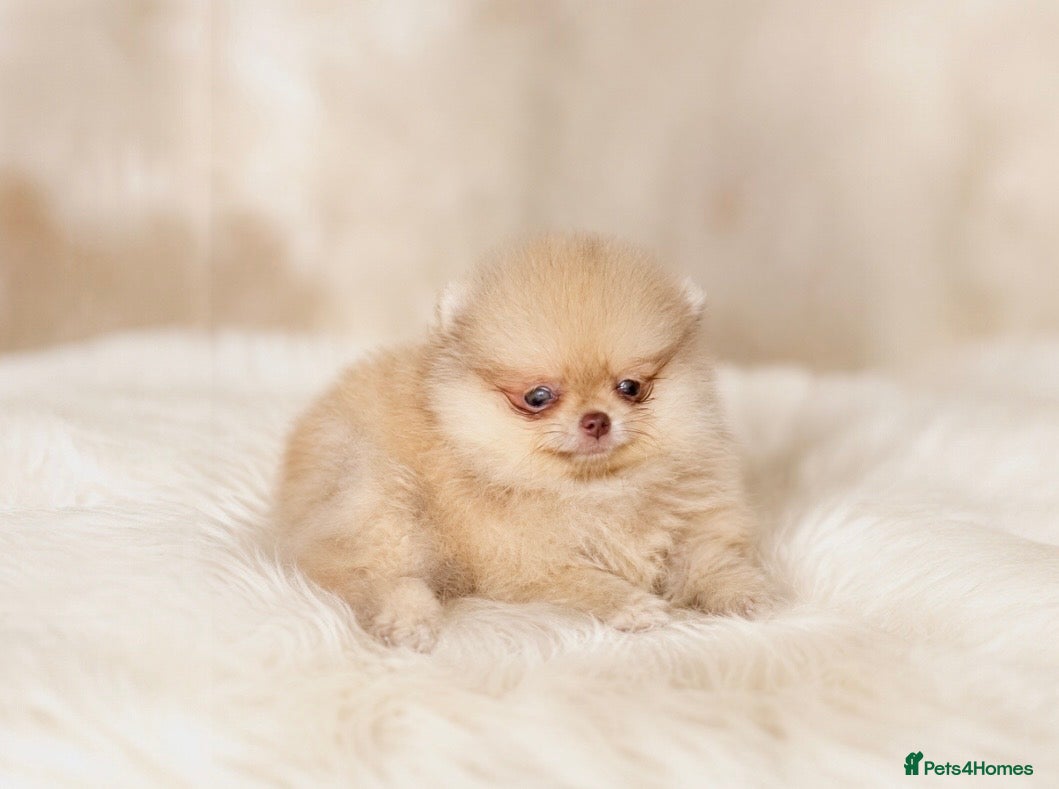 Pomeranian dogs 🔥Boy 450gr at 8 weeks👁️green eyes 🐻🏆 - Advert 1