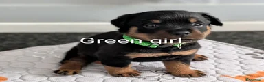 Rottweiler 3