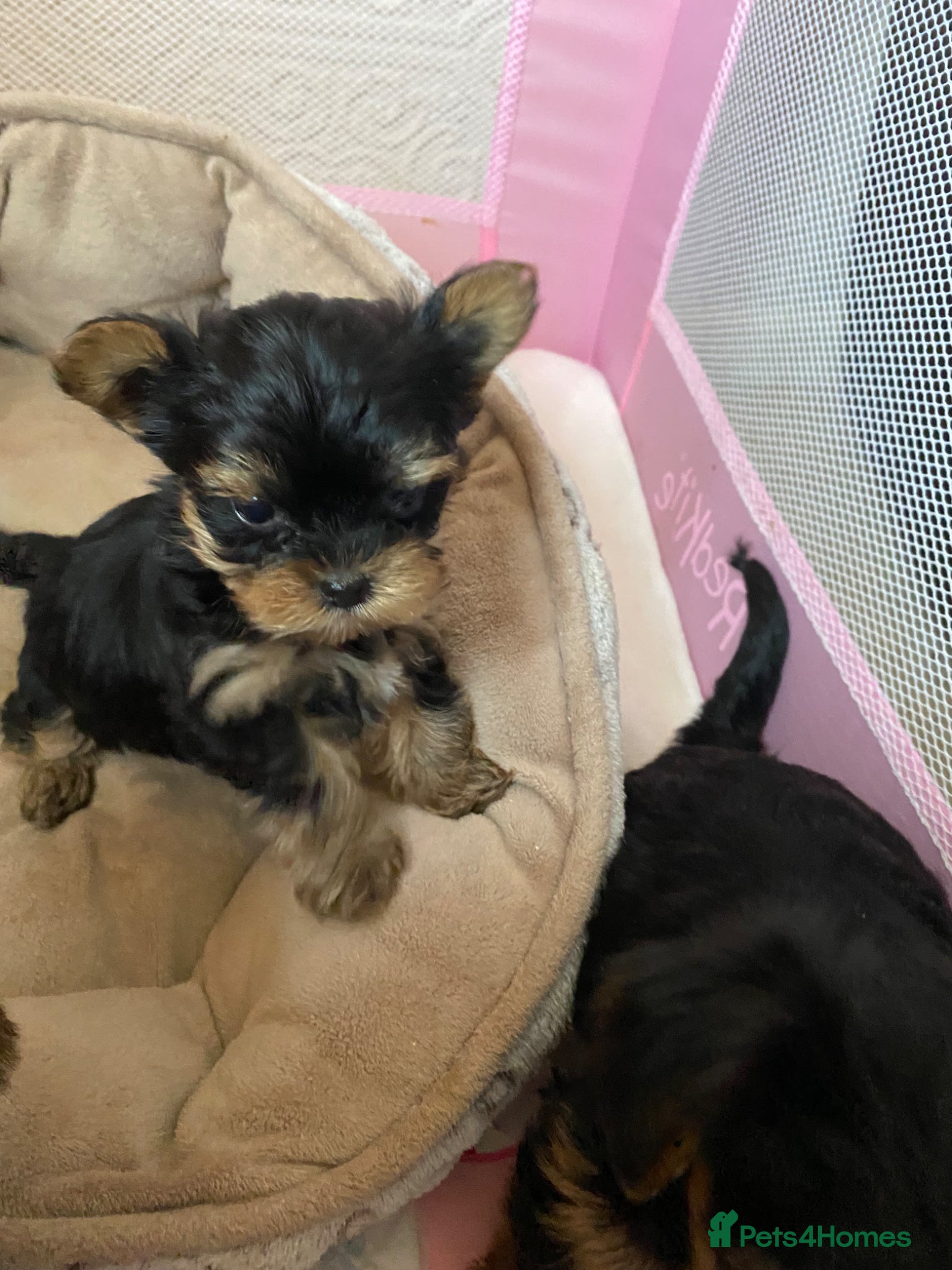 Yorkshire Terrier dogs T-CUP Yorkshire Terrier Puppies  - Advert 5