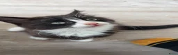 Mixed Breed cats for sale: 2 black and white kittens  in Highbridge - Advert 12